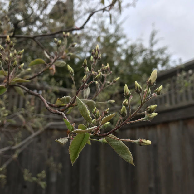  - Jurnalul gradinii 2019