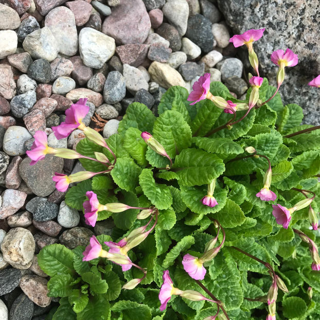  - Jurnalul gradinii 2019