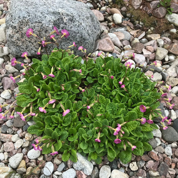  - Jurnalul gradinii 2019