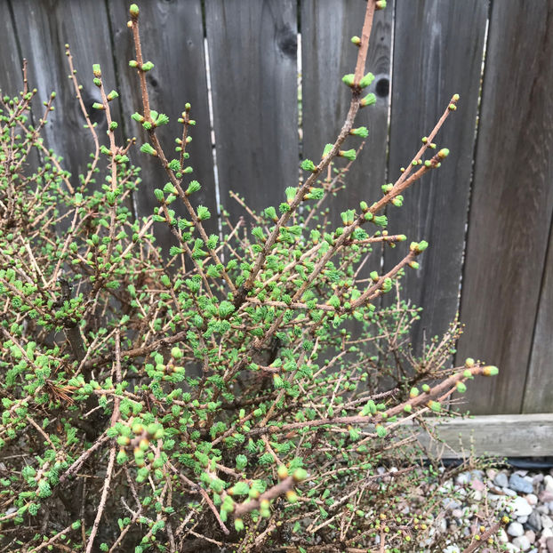  - Jurnalul gradinii 2019