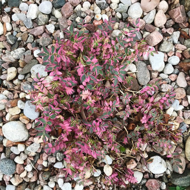  - Jurnalul gradinii 2019