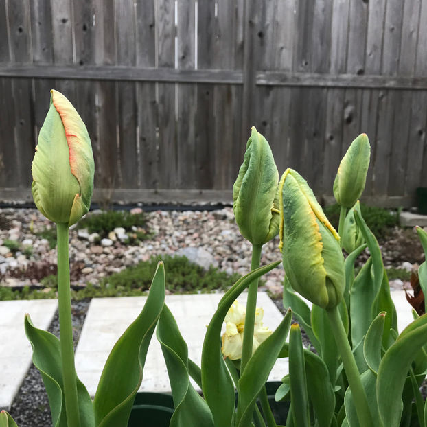  - Jurnalul gradinii 2019