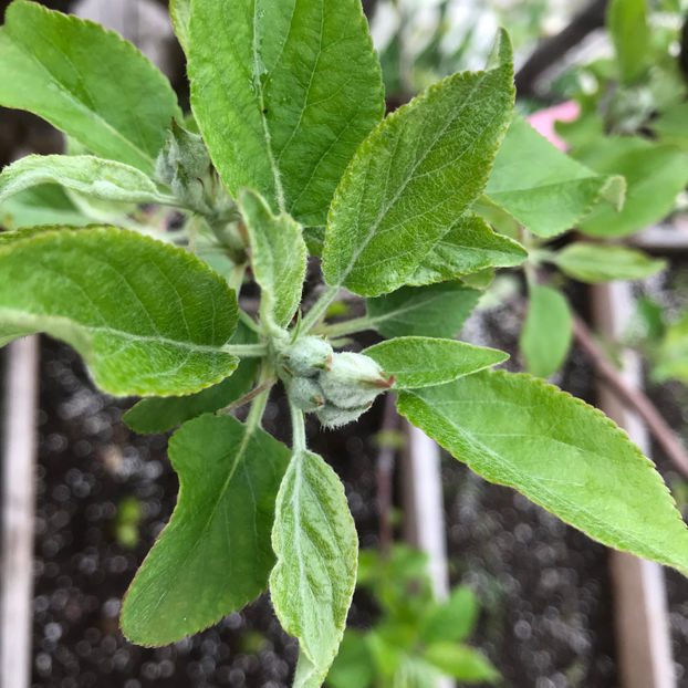  - Jurnalul gradinii 2019