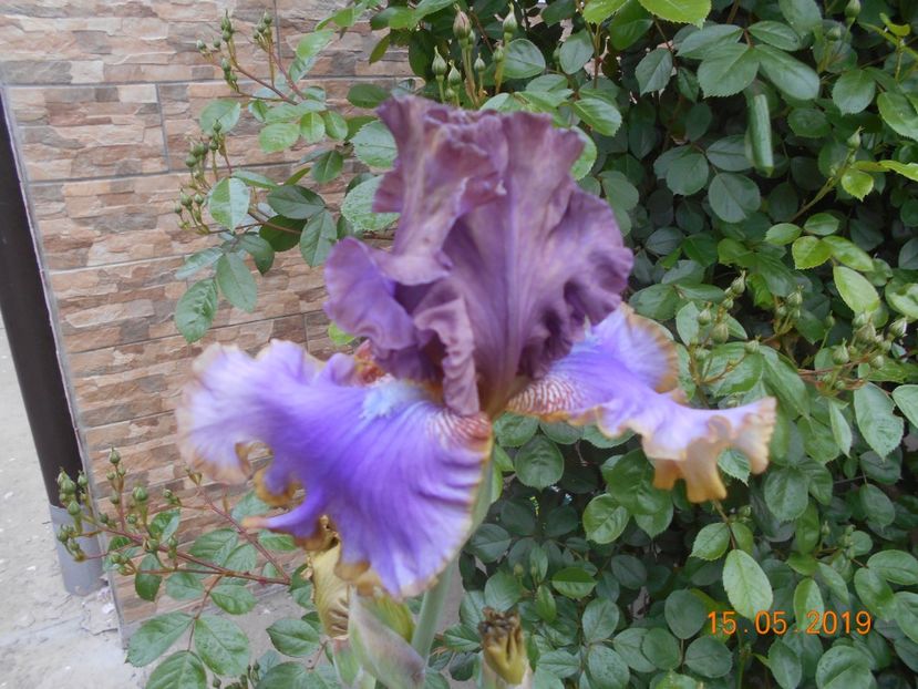 Bratislavan - 2Irisi 2019