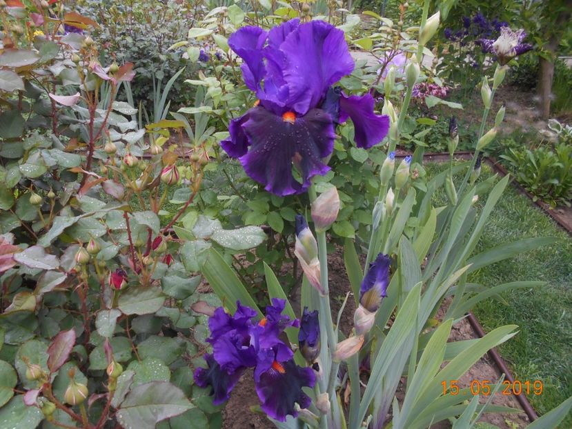 Local Color - 2Irisi 2019