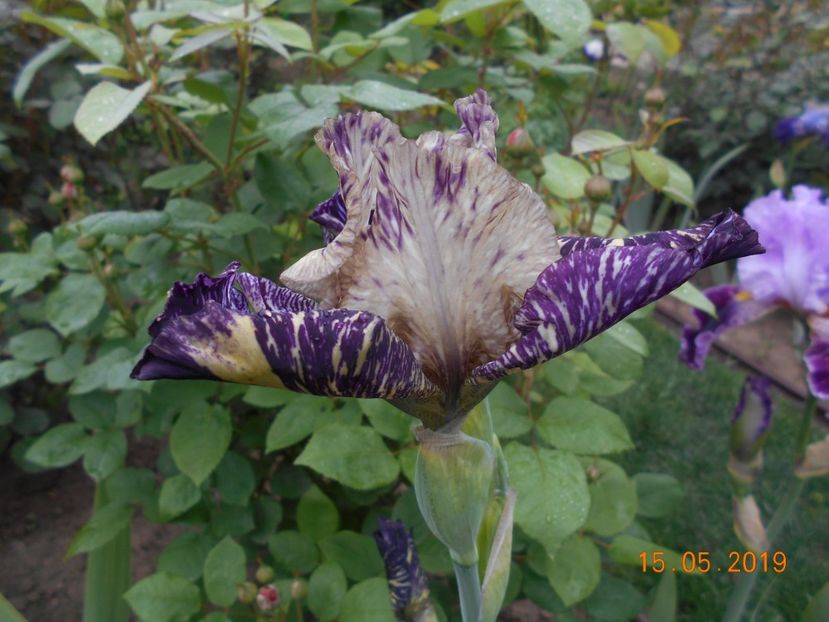 Gnus Flash - 2Irisi 2019