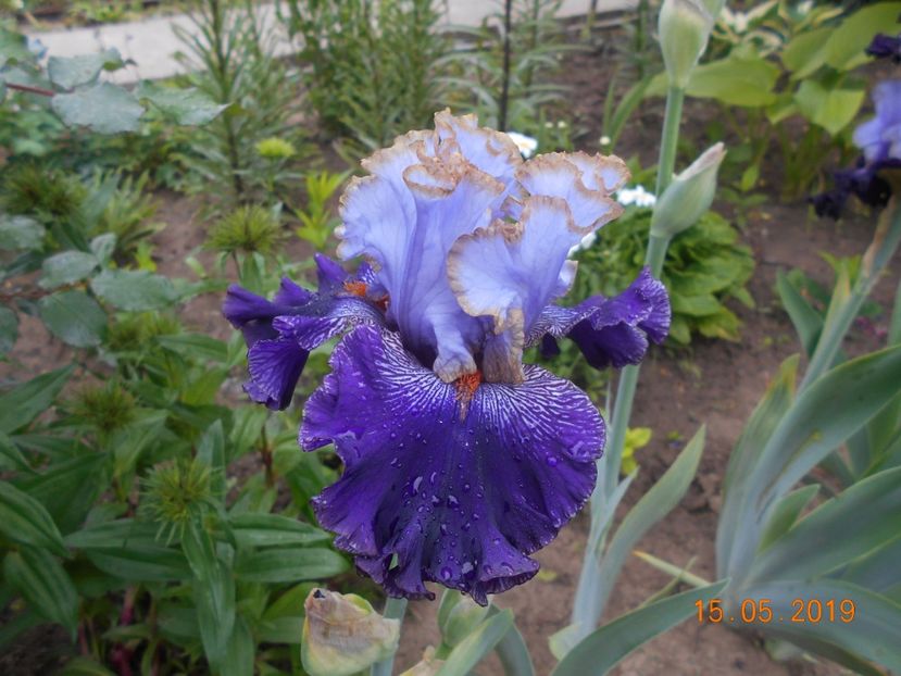 Bratislavan Prince - 2Irisi 2019