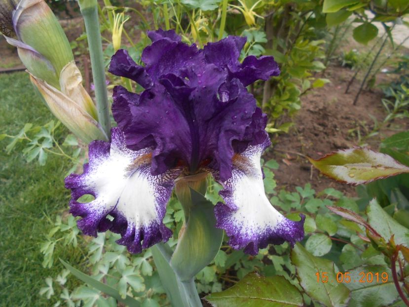 Admiral Nelson - 2Irisi 2019