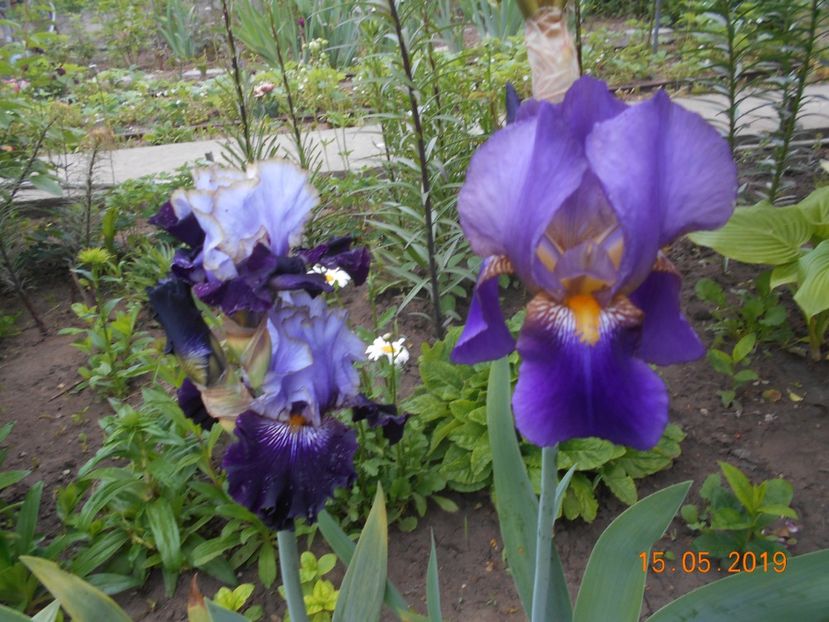 Juliusz Slowacki si un necunoscut - 2Irisi 2019