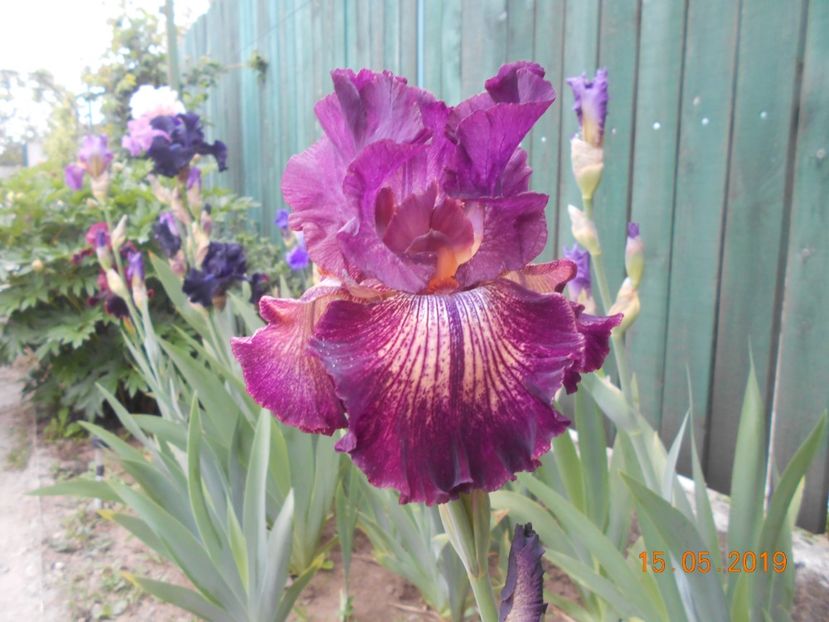 Indiscret - 2Irisi 2019