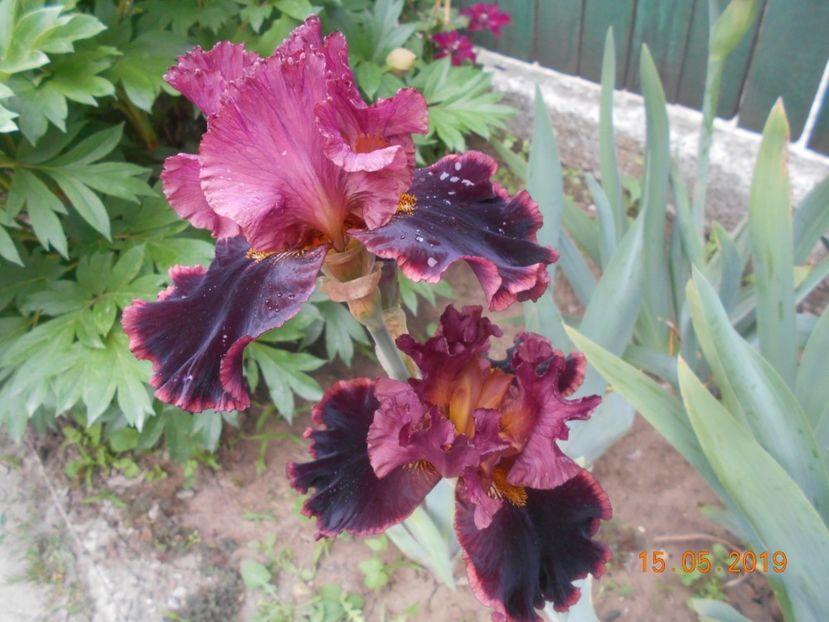 Strozaprety - 2Irisi 2019