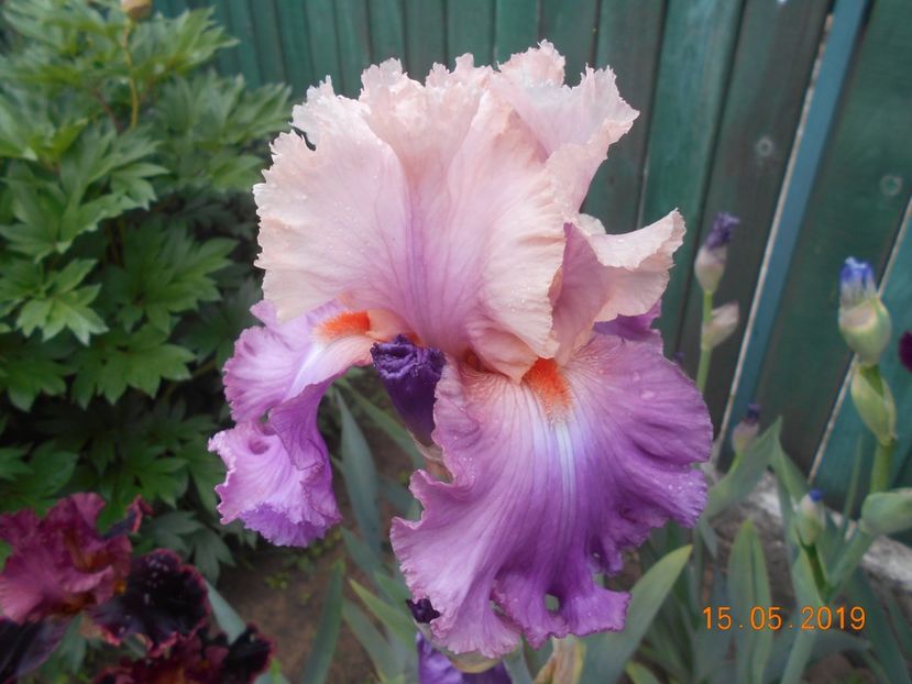 Sweet Musette - 2Irisi 2019