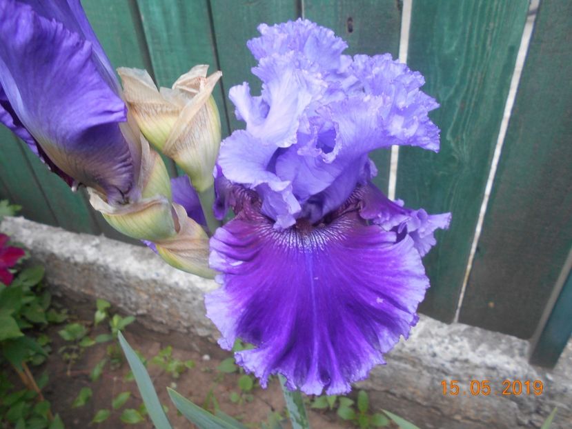 Wicked Woman - 2Irisi 2019