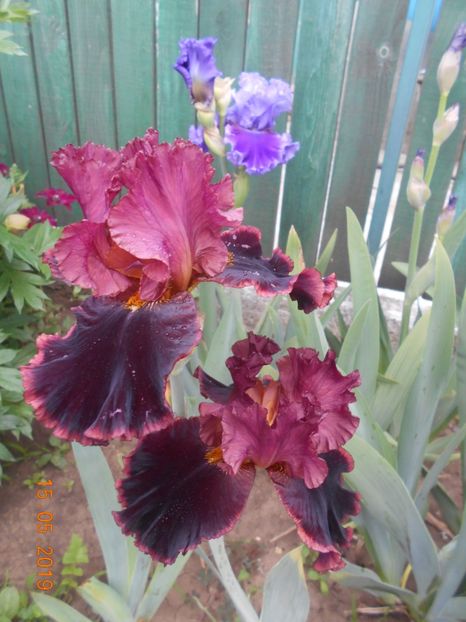 Strozaprety - 2Irisi 2019