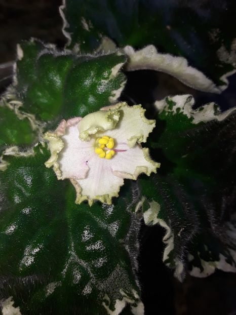  - Buckeye Irish Lace