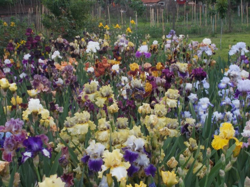  - Irisi -2019 Barbata Elatior si intermedia