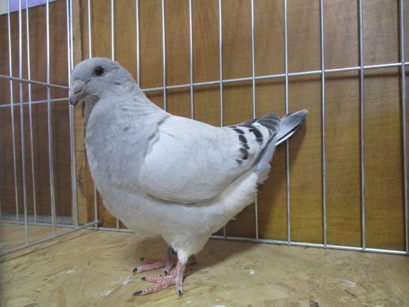 10204-19 - Tineret 2019