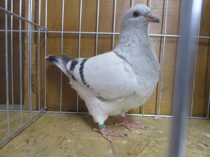 10205-19 - Tineret 2019