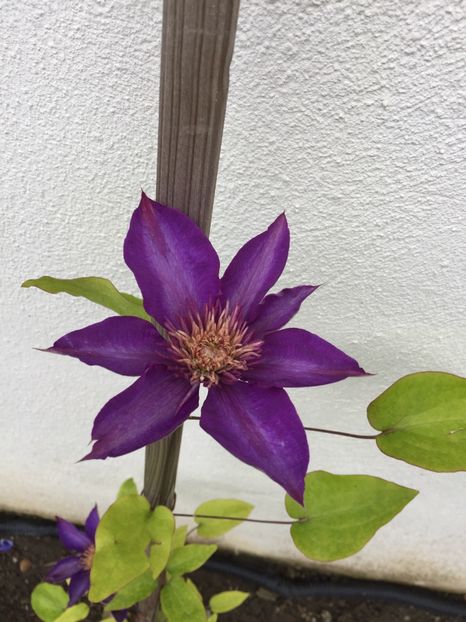  - Clematis