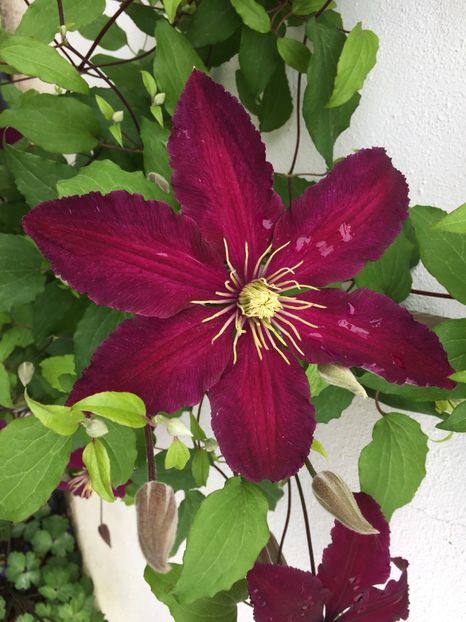  - Clematis