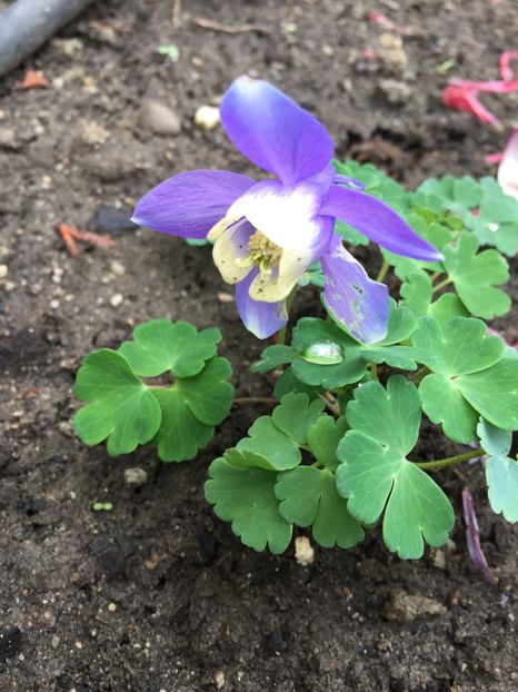 Jewel Blue - Caldaruse