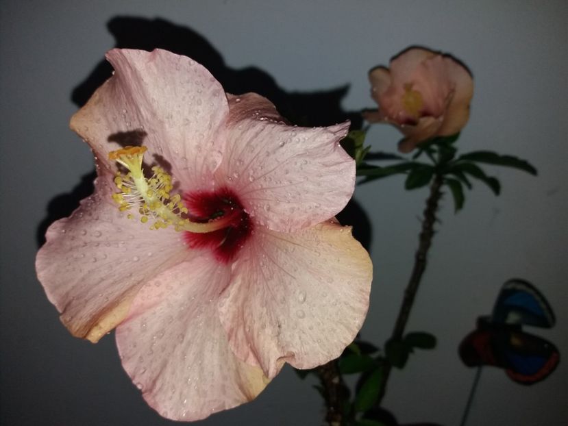  - Florile mele mai 2019