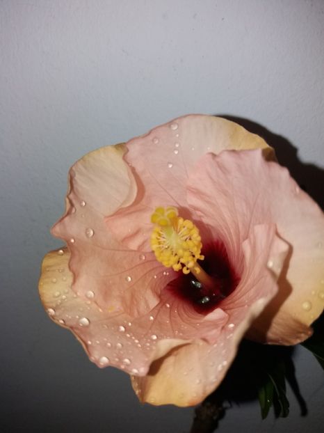  - Florile mele mai 2019