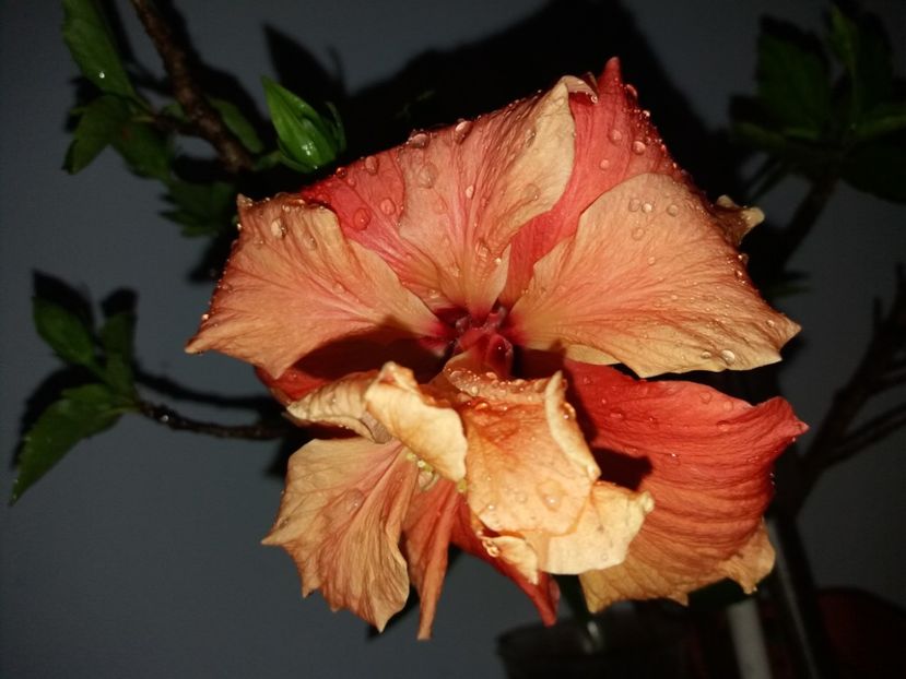  - Florile mele mai 2019