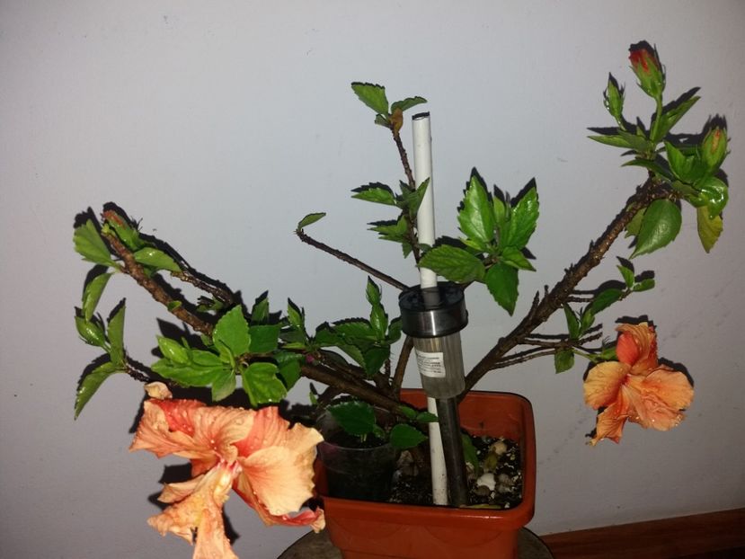  - Florile mele mai 2019