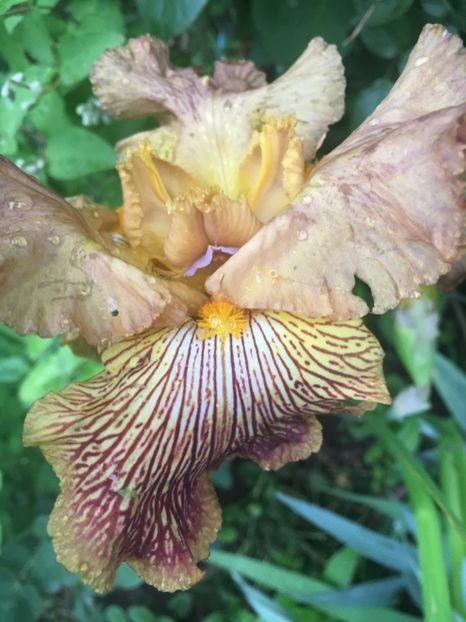 Tiger shark - Iriși 2019 2024