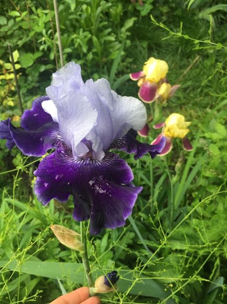 WORLD premier - Iriși 2019 2024