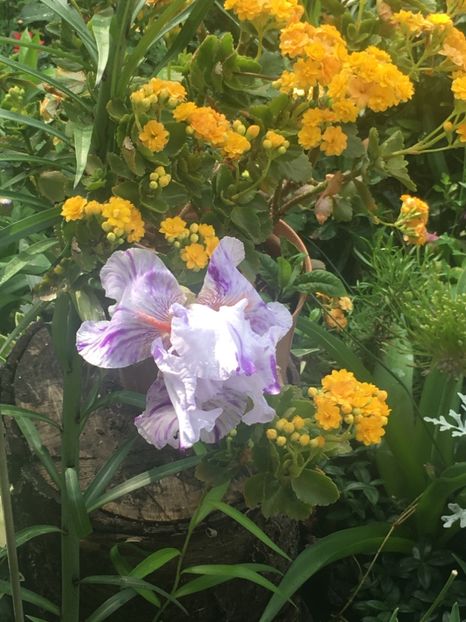 brindled beauty - Iriși 2019 2024