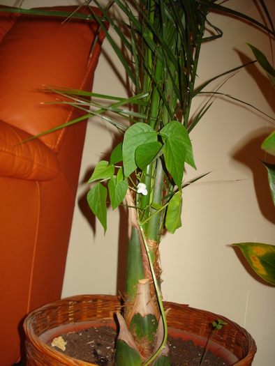 A CRESCUT FASOLEA:))