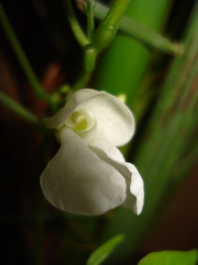 ....SI A FACUT FLOARE:))