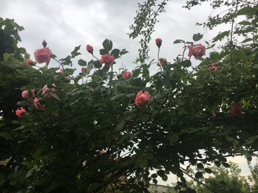 79A2B633-DBD5-4315-B3C3-7ADD2EAA2393 - Trandafiri 2019