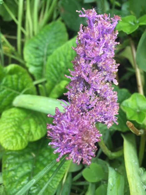 muscari - Mai 2019