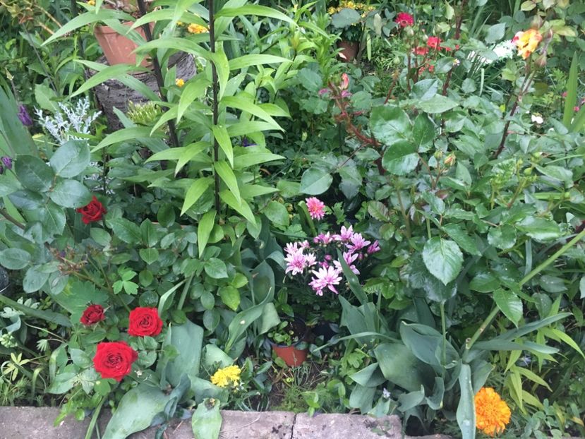 A175074D-3680-48C0-902A-2BD59DD5B034 - Mai 2019