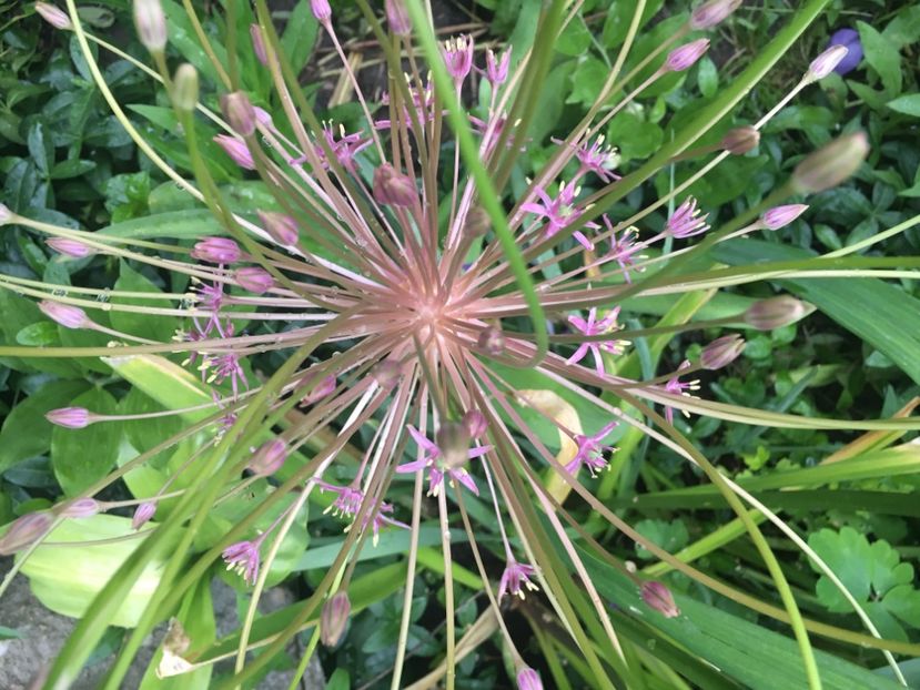 455168F6-996D-4A46-9103-F16DF950A258 - Allium ceapa decorativa