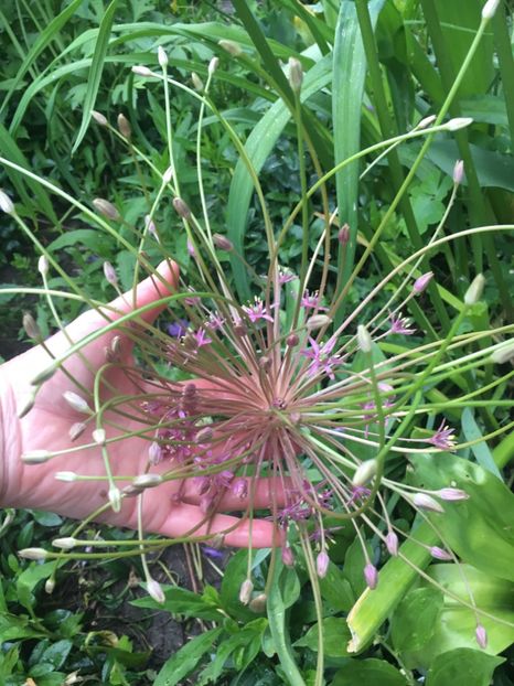 6CEAD552-3160-49D8-826F-FAC03C0AE53B - Allium ceapa decorativa