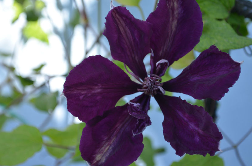  - dragostea  de natura