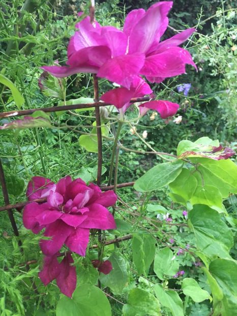 7B702104-6410-4D62-BDBF-554CB9C0CA10 - Clematite 2019