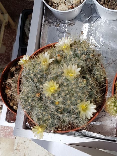 Mammillaria prolifera - Mammillaria