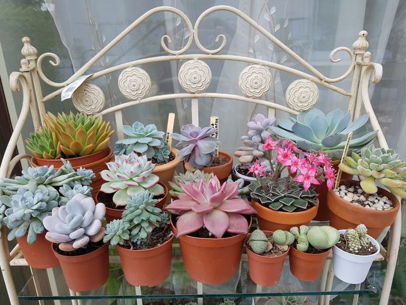 - Cactusi si plante suculente 2017-2018-2019