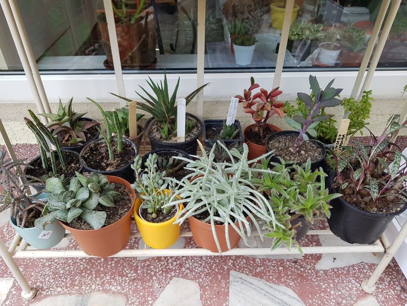  - Cactusi si plante suculente 2017-2018-2019