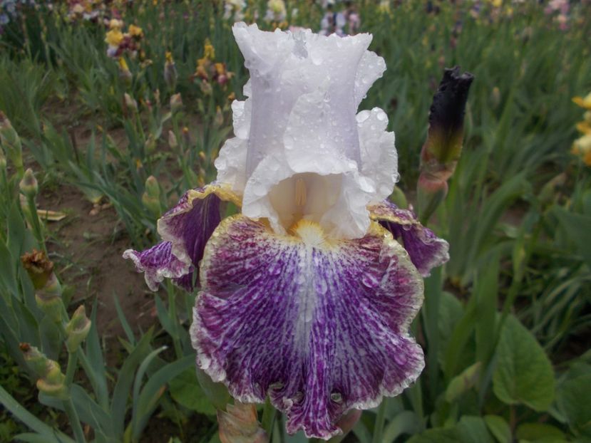  - Irisi -2019 Barbata Elatior si intermedia