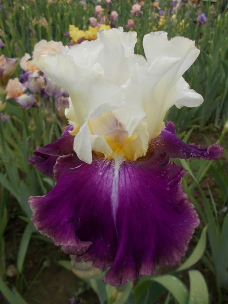 CALYPSO BEAT - Irisi -2019 Barbata Elatior si intermedia