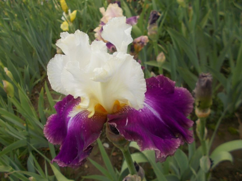  - Irisi -2019 Barbata Elatior si intermedia