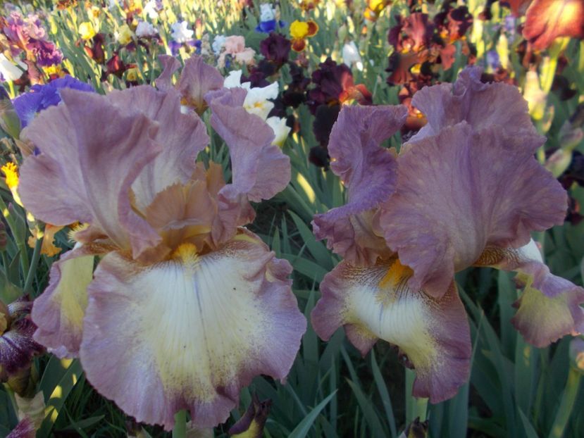  - Irisi -2019 Barbata Elatior si intermedia