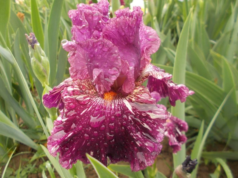  - Irisi -2019 Barbata Elatior si intermedia