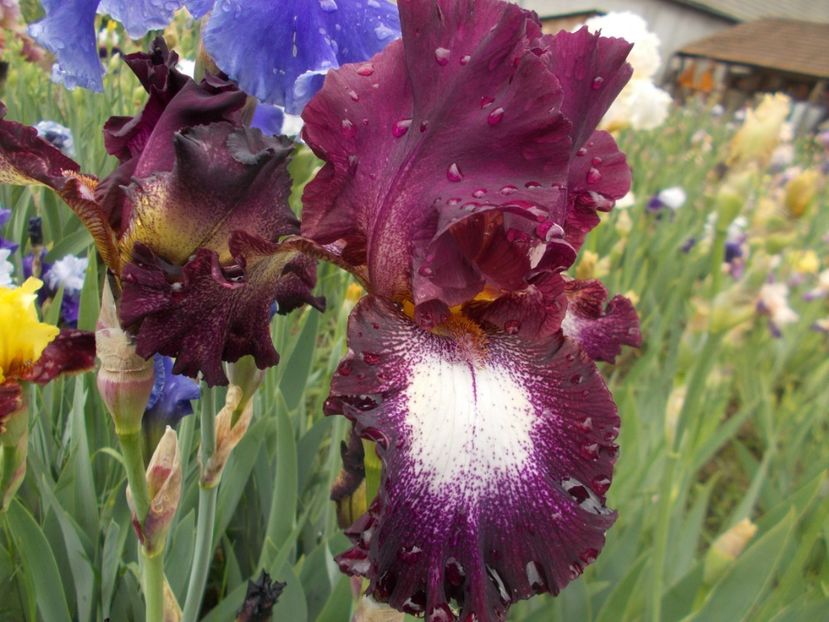 TENNISON RIDGE - Irisi -2019 Barbata Elatior si intermedia